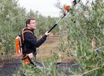 Gallardo pasa la jornada de reflexin recogiendo aceitunas en una parcela familiar