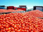 UPAUCE alerta intento industria privada de pagar precios ruinosos a productores tomate