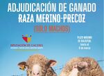 Abierto plazo para que ganaderos soliciten ganado ovino criado por la Diputacin cacerea