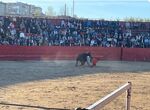 El torero Manuel Escribano inaugurar la X Feria Internacional del Toro en Coria 