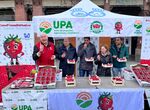 UPA llena de fresas la Plaza de Espaa de Mrida al repartir ms de 1000 tarrinas