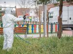 Operarios de Parques y Jardines de Mrida trabajan para prevenir la procesionaria del pino