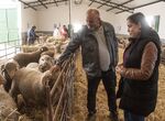 Diputacin Cceres subasta 85 machos de Merino Precoz para mejorar cabaa ganadera ovina