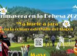 La jara en flor protagoniza festival en Alagn del Ro en inicio de Primavera en la Dehesa