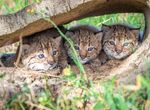Temporada de cra del lince ibrico en 2026 concluye con el nacimiento de 15 cachorros 