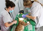 AMUS refuerza su papel clave en la conservacin del lince ibrico en Extremadura