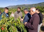 Snchez Cotrina exige ayudas urgentes para los cereceros afectados por las lluvias