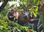 La Junta trabaja en la valoracin de la cereza afectada por ltimas borrascas en el Jerte