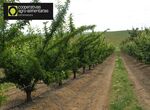 Cooperativas prev produccin superior a 266000 toneladas en esta campaa fruta de hueso