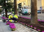 Ayuntamiento Badajoz inicia plantacin de 22000 flores de temporada en distintos espacios