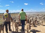 Rebaos trashumantes con 3000 ovejas procedentes de Los Llanos de Caceres siguen camino