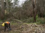 La CHG licita trabajos de saneamiento forestal en canales y embalses de la cuenca