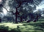 Junta abona ms de 53 millones a 37000 agricultores de ayudas directas superficies de PAC
