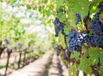 APAG Extremadura Asaja alerta que la situacin del viedo est a un paso de la ruina