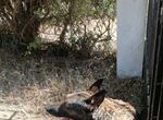 El PSOE de Badajoz afea la grave situacin del Centro de Proteccin Animal 