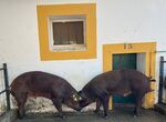 El Censyra subasta 29 sementales porcinos Duroc con un precio de salida de 700 euros 