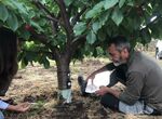 El cultivo del cerezo en el Jerte requiere riego diferenciado en funcin de la altitud