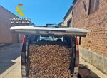Tres investigados en Aceuchal por hurtar casi dos toneladas de ajos morados en Albacete