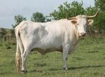 Adjudicado el ganado ofertado de Blanca Cacerea y cabra Retinta en provincia Badajoz