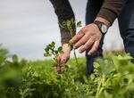331 millones de ayudas para fertilizantes a 18083 agricultores extremeos en septiembre