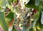Clygal pide a productores de Tierra de Barros que exijan precio para uva cava ajustado