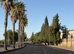 PSOE pide al Ayuntamiento Badajoz que aclare futuro de palmeras carretera Circunvalacin