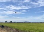 La Junta inicia el tratamiento fitosanitario para el control de la pudenta del arroz