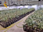 Desmantelada en Valverde de Mrida plantacin con casi un millar de plantas de marihuana