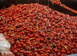 La Tomatina de Buol contar con 150000 kilos de tomates de cultivos de Badajoz