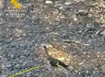 Sorprendido un vecino de Badajoz capturando aves protegidas con mtodos prohibidos