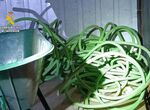 Detenida una persona por el robo de cableado de cobre en una planta solar de Cceres
