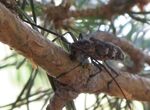 Tragsa realizar trabajos eliminacin focos de nematodo del pino y de xylella fastidiosa