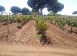 Labradores Almendralejo prev una subida del precio del vino debido a una cosecha exigua