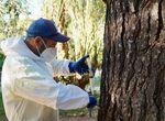 Ayuntamiento de Badajoz trata preventivamente contra procesionaria pino en 250 rboles