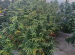 Tres detenidos por cultivar marihuana en tres viviendas del Valle del Alagn