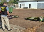 Ocho personas son investigadas en Badajoz por sustraer fruta del campo 