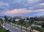 Ayuntamiento de Badajoz licita la reposicin de nuevas palmeras por 10229866 euros