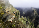 FIO convoca una nueva edicin de su concurso internacional de fotografa de aves 