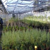 Junta y Ayuntamiento Mrida colaborarn prestacin servicio Centro Ocupacional Proserpina