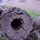 Detectados hongos que pudren algunos rboles retirados en parque Lpez de Ayala de Mrida