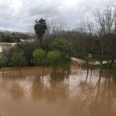 La crecida del Guadiana arrasa una colonia felina de Mrida ante inaccin municipal
