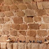 Mrida contar con 20 jaulas en distintas zonas de la ciudad para el control de palomas