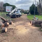 La borrasca Kristin dej 286 rboles afectados a su paso por Mrida