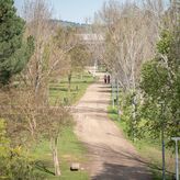 Ayuntamiento de Mrida cifra en 491 los rboles afectados en la ciudad por las borrascas