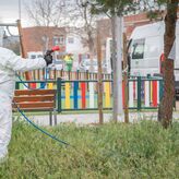 Operarios de Parques y Jardines de Mrida trabajan para prevenir la procesionaria del pino