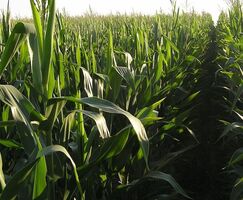 Cooperativas Extremadura advierte de daos irreversibles en el maz sin la Abamectina 