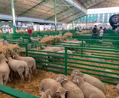 Feria de Zafra cierra con expectativas cumplidas y mirando a su plan de transformacin
