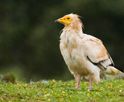 AMUS y CERM colaboran para reforzar la reproduccin en cautividad de alimoches