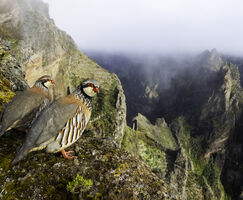 FIO convoca una nueva edicin de su concurso internacional de fotografa de aves 
