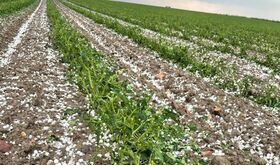 Clygal urge al Gobierno pagar las indemnizaciones por tormentas de invierno a agricultores